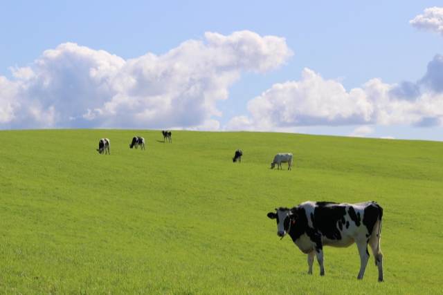 広い牧場にいる牛たち