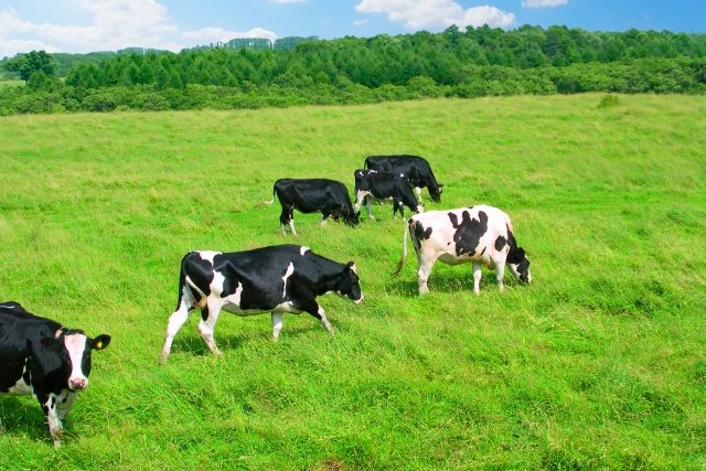 牛の育つ環境